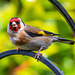 Goldfinch