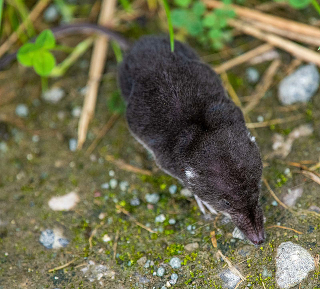 Shrew