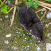 Shrew