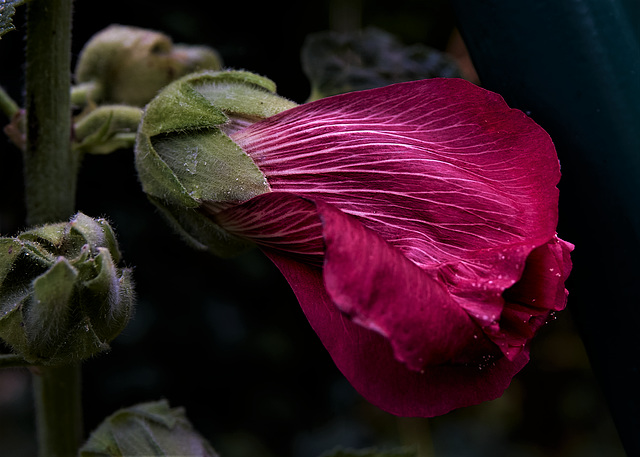 Hollyhock