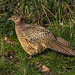 Pheasant