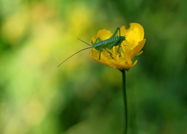 love crickets !