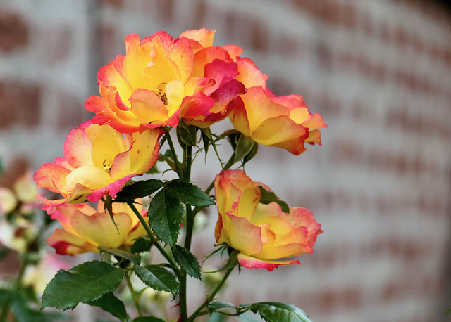 Verwelkende Rosenblüten