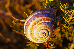 Escargot au couchant.