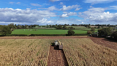 Harvesting the corn