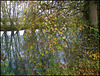 riverside reflections in the fall