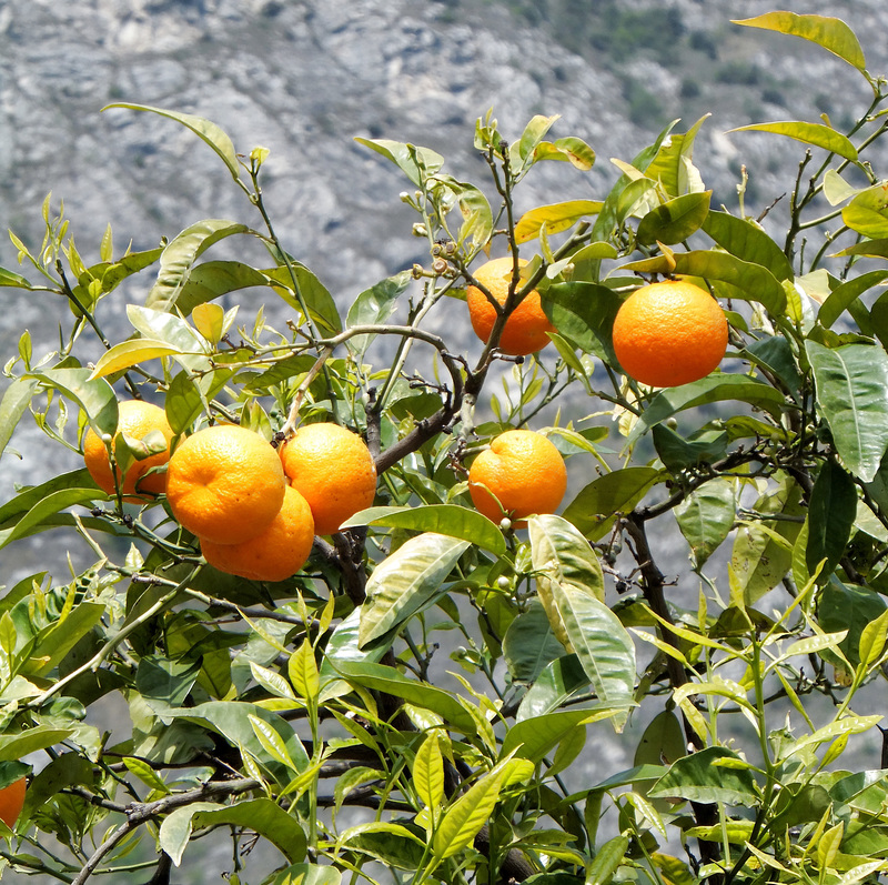 Orangen am Baum. ©UdoSm