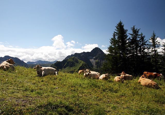 Kühe auf der Alm