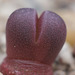 Lithops optica rubra - Sämling