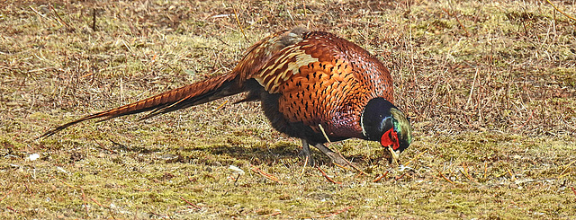 20180404 3499CPw [D~AUR] Fasan (Phasianus colchicus), Norderney