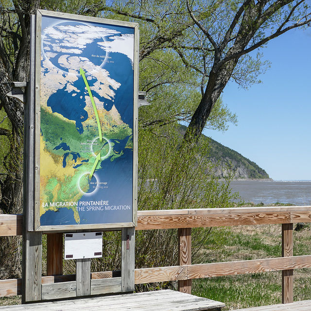 Day 12,  Cap Tourmente Wildlife Area, Quebec