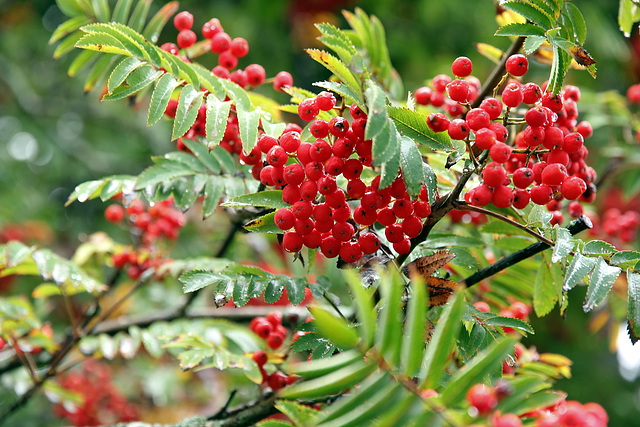 Vogelbeeren - rowan berries- sorbiers