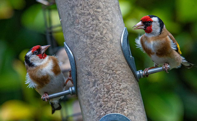 Feeder in the wind yesterday. It didnt bother the goldfinch :)