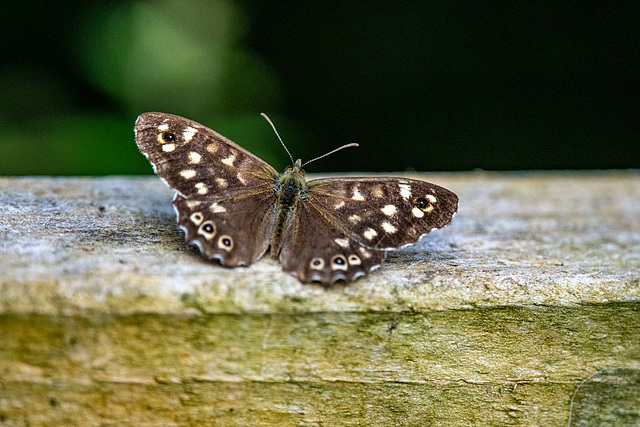 Speckled wood butterfly