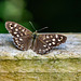 Speckled wood butterfly