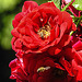 20200623 8991CPw [D~LIP] Rose, Honigbiene, Bad Salzuflen