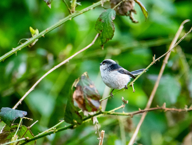 Long tailed tit