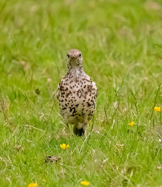 Mistle thrush