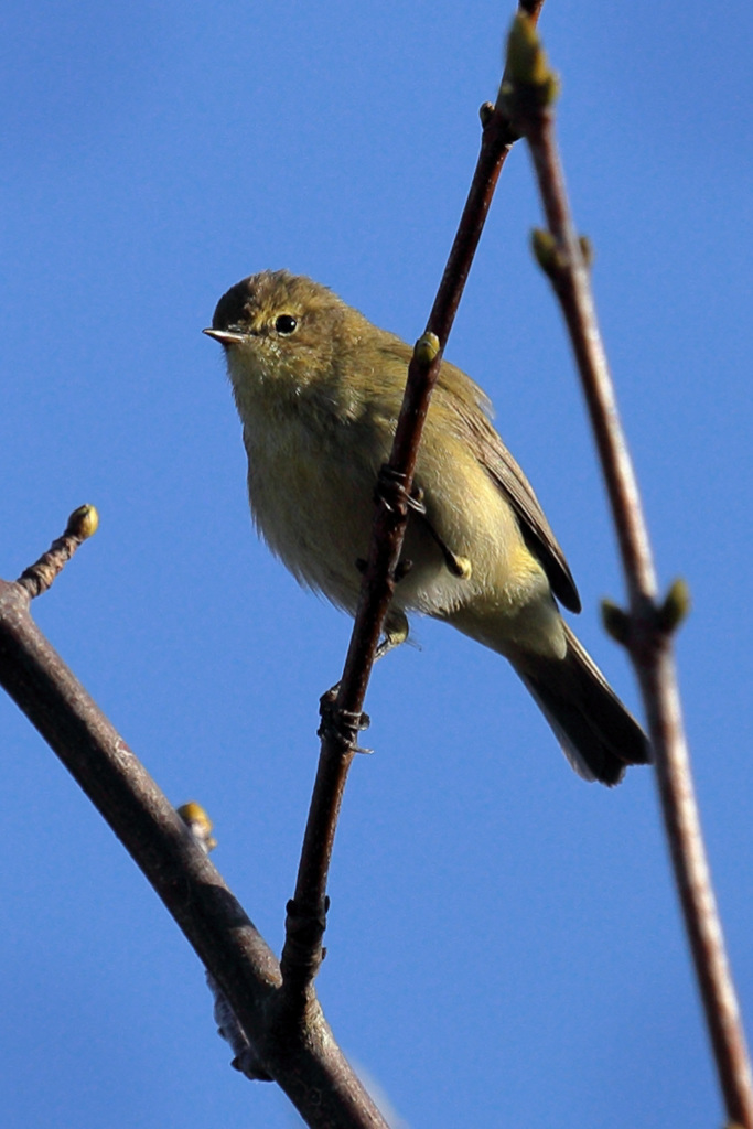 EOS 6D Peter Harriman 09 05 58 77783 chiffchaff dpp