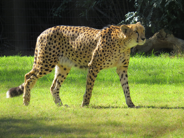 Cheetah In The Grass