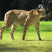 Cheetah In The Grass