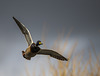 Mallard