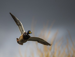 Mallard