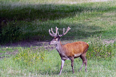 Bad Mergentheim (Wildpark)