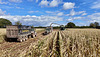 Harvesting the corn