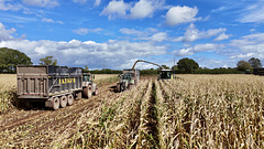 Harvesting the corn