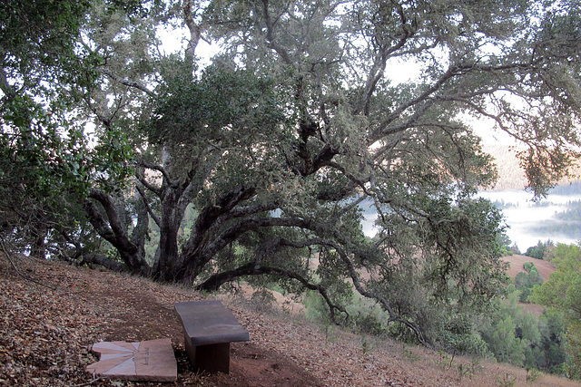 Grandmother Oak (1317)