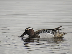 20170406 0109CPw [D~MS] Knäkente (Anas querquedula), Rieselfelder, Münster