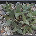 Aloinopsis rubrolineata