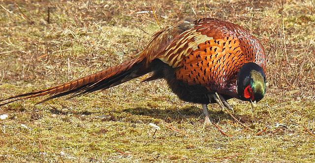 20180404 3500CPw [D~AUR] Fasan (Phasianus colchicus), Norderney