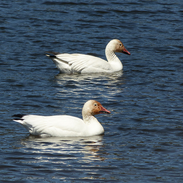 Day 12, Snow Geese, Cap Tourmente Wildlife Area, Quebec