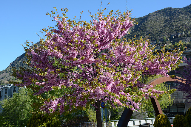 Andorra la Vella, Bloom in the Plaça de Lalin