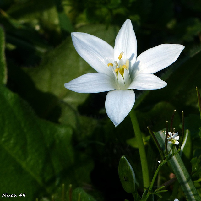 Fleurs des champs  ornithogale