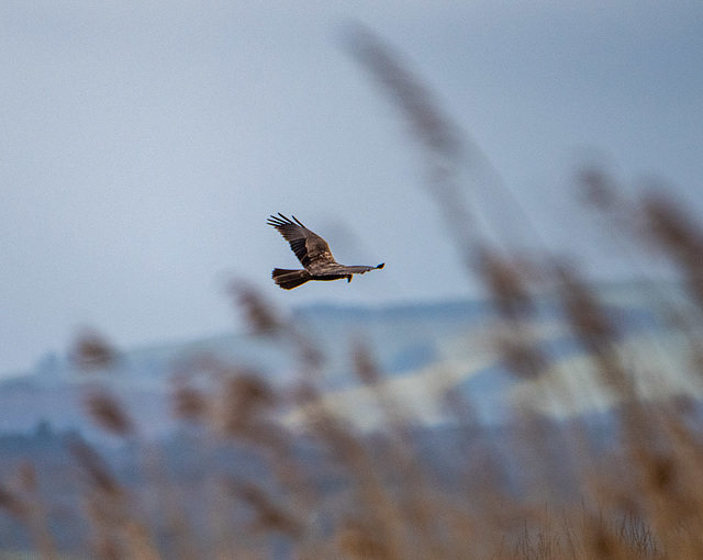 Marsh harrier