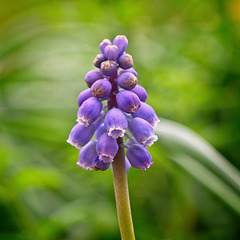 Grape Hyacinth