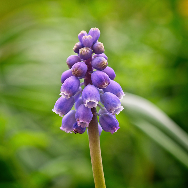 Grape Hyacinth