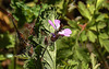 20200601 7829CPw [D~LIP] Ruprechts Storchsschnabel (Geranium robertianum) [Ruprechtskraut] [Stinkender Storchschnabel], Insekt, Bad Salzuflen