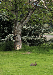 Wee Rabbit at the Tartan Tree
