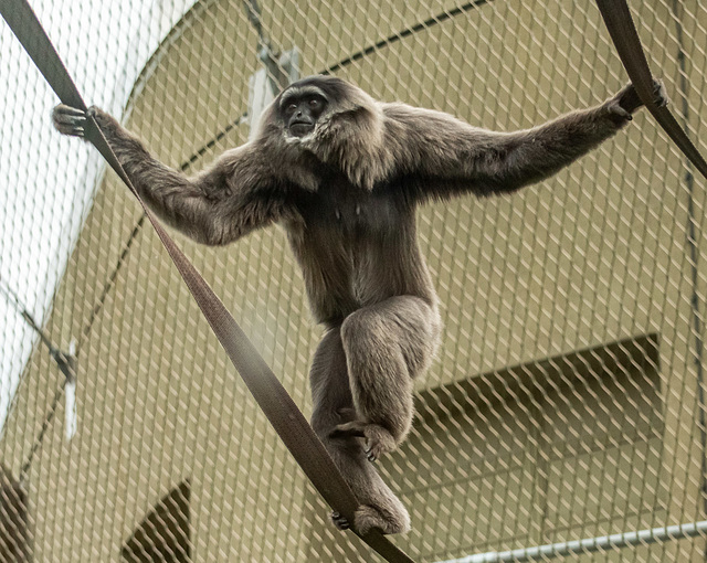 Silver gibbon