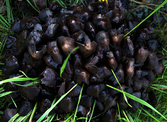 Very Inky Ink Caps