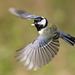 Great tit