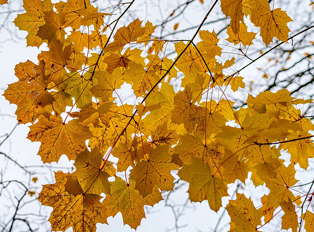 Herbstmalerei