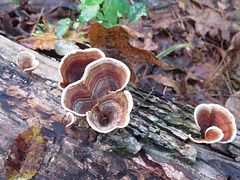 Fungus on a rotten log