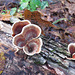 Fungus on a rotten log