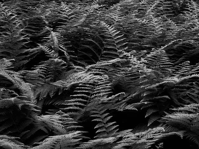 ferns