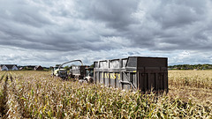 Harvesting the corn